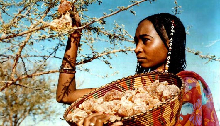تجارة الصمغ العربي تمول حرب السودان
